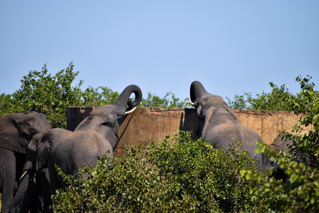 Descubre la Biodiversidad en la Puerta Malelane del Kruger - R570 | Secret World Trip Planner