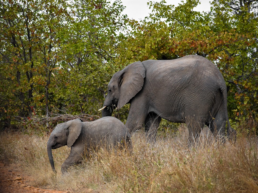 Descubra a Biodiversidade no Portão Malelane do Kruger - R570 | Secret World Trip Planner