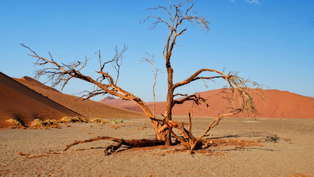 Dune 45 Sossusvlei: The Magic of the Namib Desert - Dune 45 Sossusvlei | Secret World Trip Planner