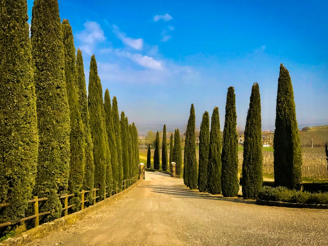 Монтальчино: Сердце Брунелло - 53024 Montalcino SI | Secret World Trip Planner