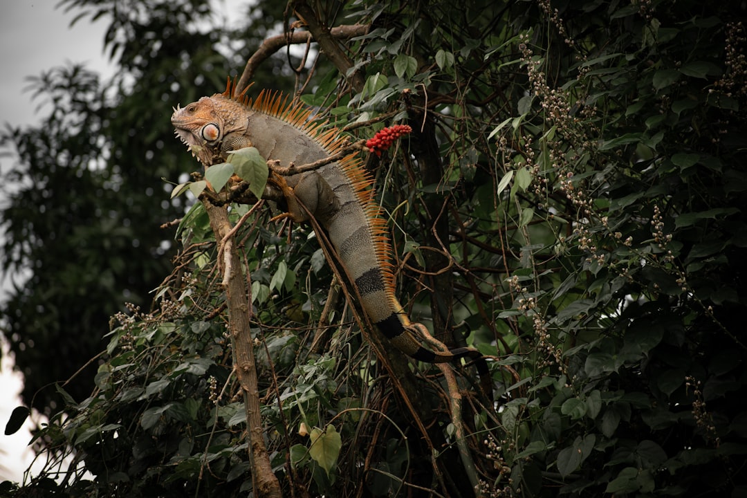 Turrialba: o vulcão ativo da Costa Rica - Provincia di Cartago | Secret World Trip Planner