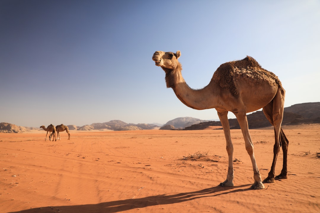 Wadi Rum: o deserto de pedra vermelha da Jordânia - Wadi Rum Village | Secret World Trip Planner