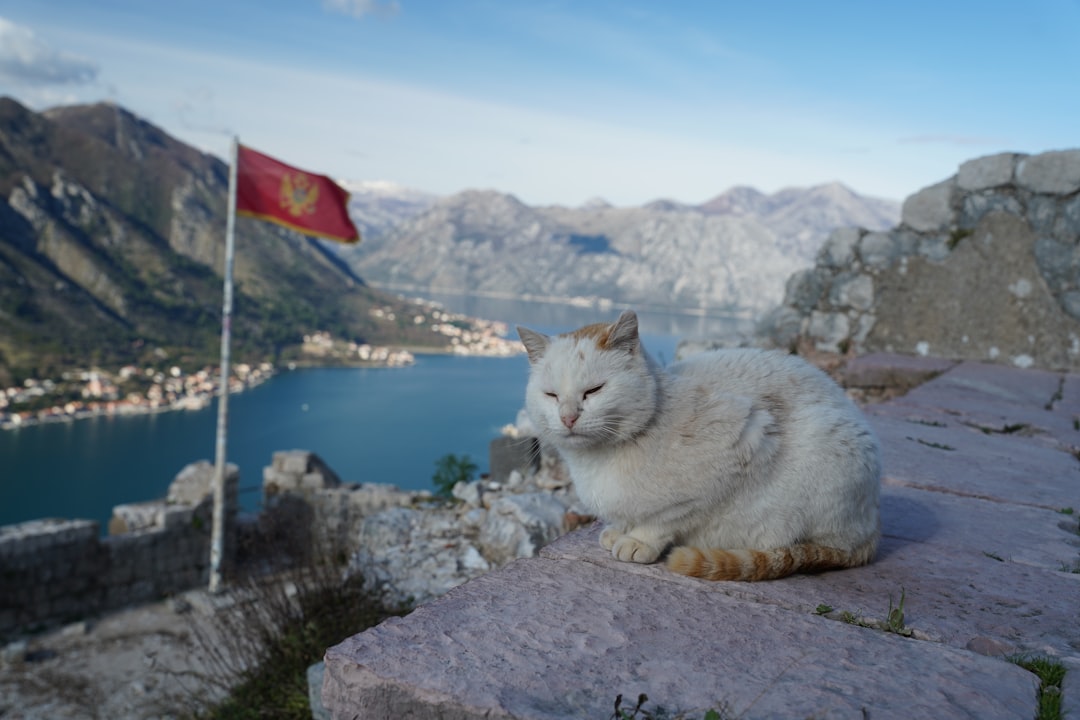 Museo de Gatos en Kotor: felinos y artesanos medievales - Trg Gospa od Anđela - Stari Grad 371 | Secret World Trip Planner