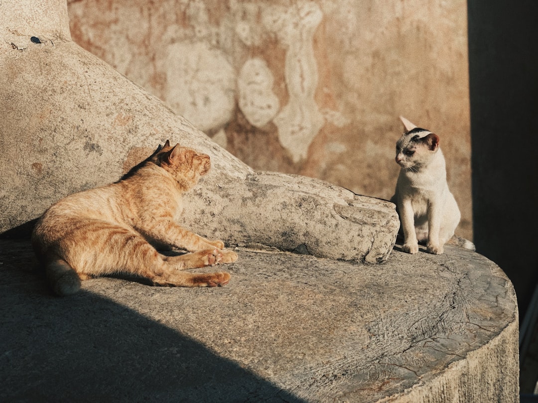 Museu dos Gatos em Kotor: felinos e arte medieval - Trg Gospa od Anđela - Stari Grad 371 | Secret World Trip Planner