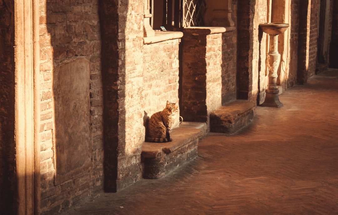 コトルの猫ミュージアム：中世の壁に囲まれた猫と職人 - Trg Gospa od Anđela - Stari Grad 371 | Secret World Trip Planner