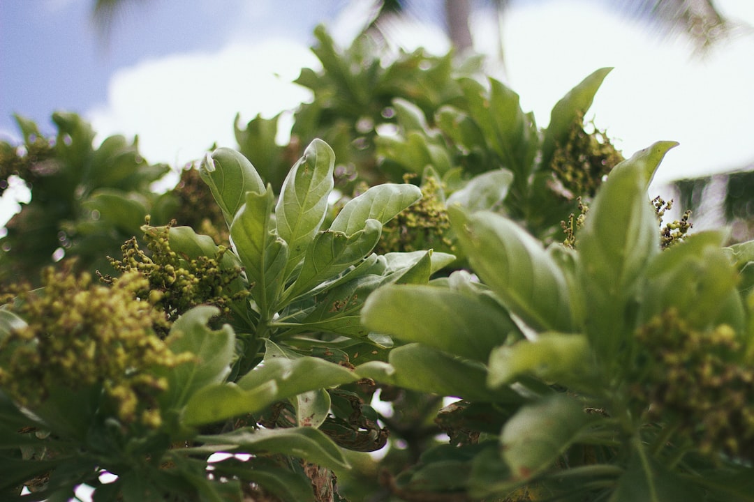Lifou: la isla de aguas cristalinas y coralinas - Lifou | Secret World Trip Planner