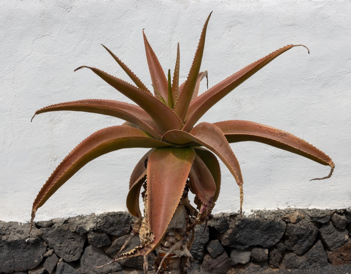 Bodegas El Grifo : vins volcaniques de Lanzarote - 35559 San Bartolomé | Secret World Trip Planner