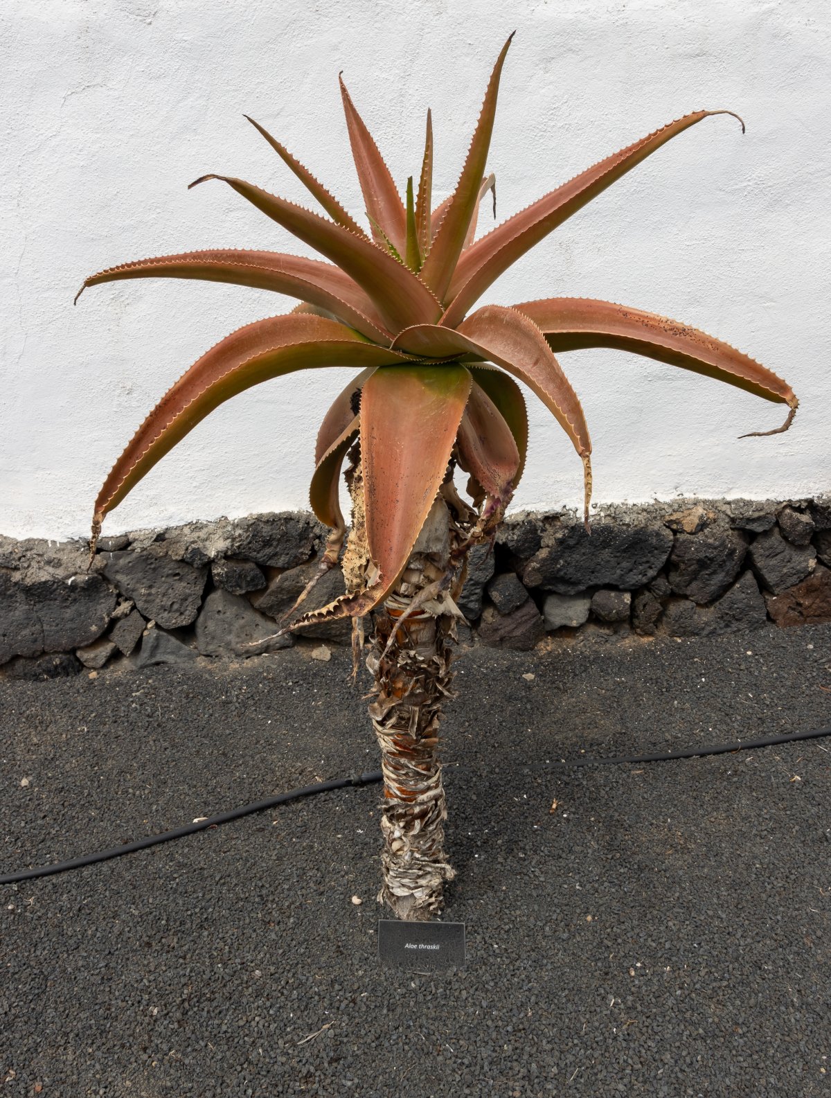 Bodegas El Grifo: vinos volcánicos de Lanzarote - 35559 San Bartolomé | Secret World Trip Planner