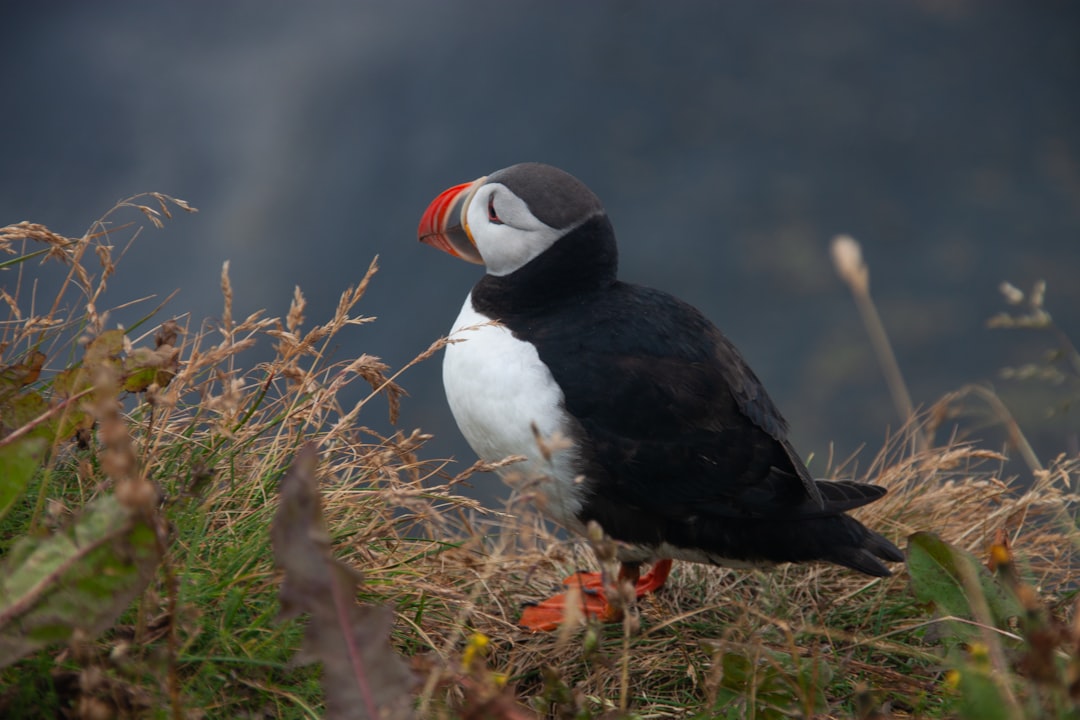 Vogelbeobachtung in Island: Ein einzigartiges Naturerlebnis - Laugarbakki | Secret World Trip Planner