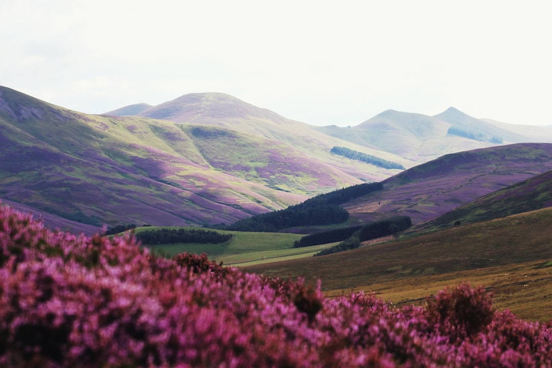 Vallée des Fleurs à Yumthang : fleurs en altitude - Yumthang | Secret World Trip Planner