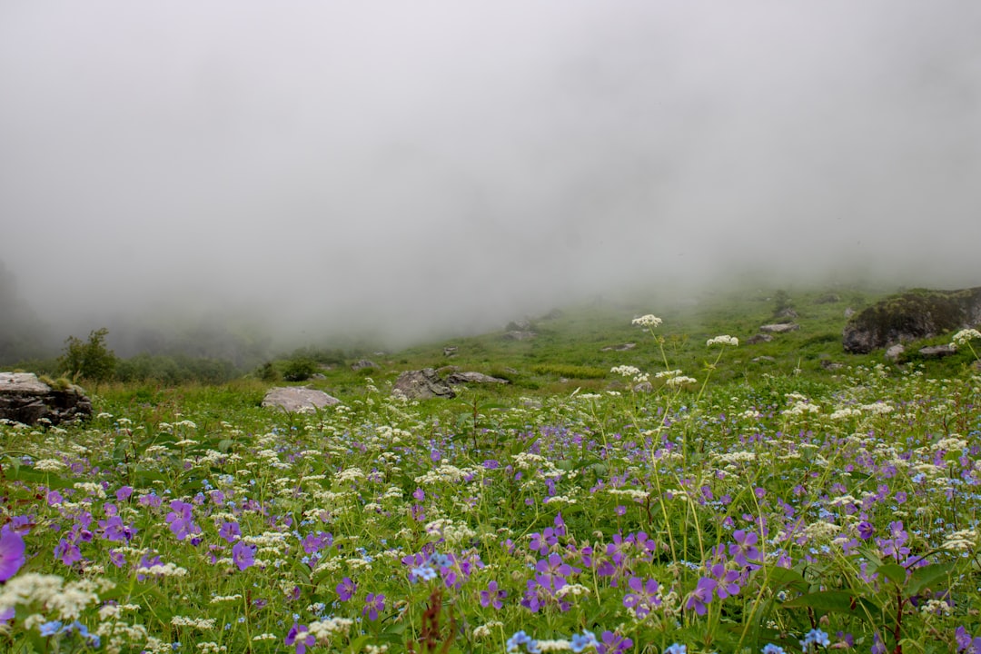 Vallée des Fleurs à Yumthang : fleurs en altitude - Yumthang | Secret World Trip Planner