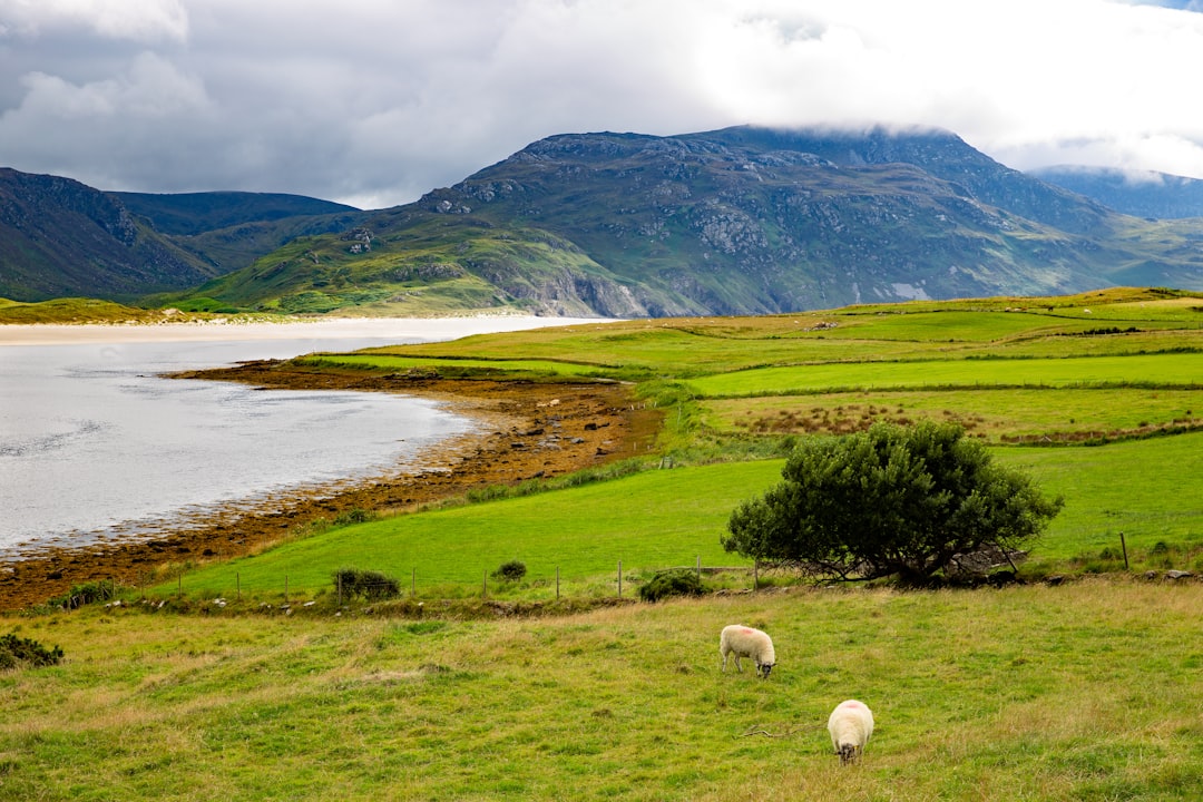Beenkeraghを探検する:アイルランドの羊の山 - Killarney Road | Secret World Trip Planner