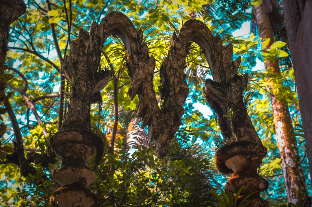 ラス・ポサス:メキシコの心にあるシュールな庭園 - Xilitla | Secret World Trip Planner