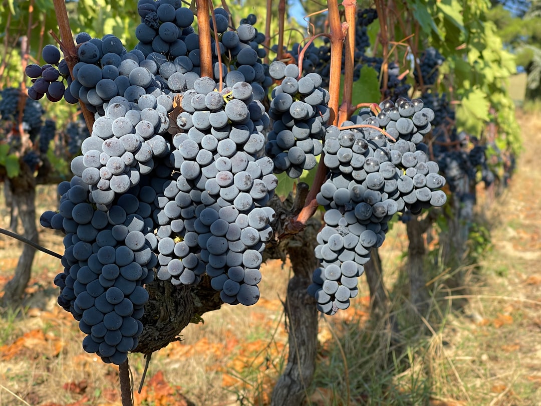Chianti Classico in Greve: Weine und toskanischer Terroir - 18 | Secret World Trip Planner
