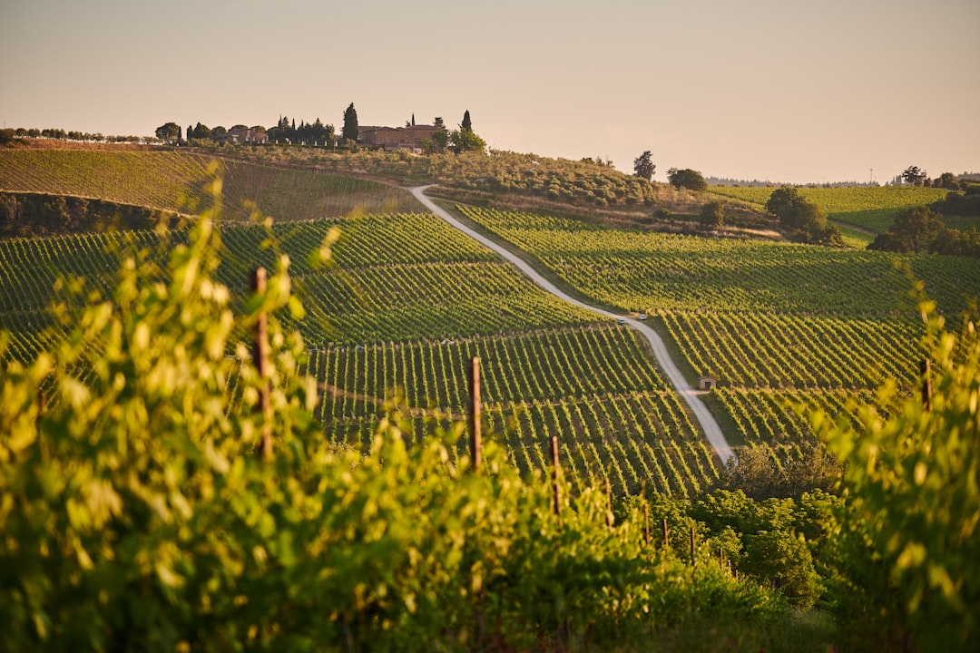 Chianti Classico en Greve: vinos y terroir toscano - 18 | Secret World Trip Planner