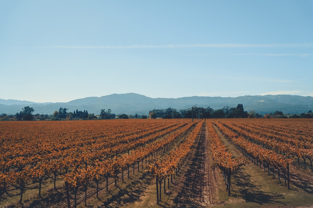 Napa Valley Wine Train: Scenic Wine Journey by Rail - Napa | Secret World Trip Planner