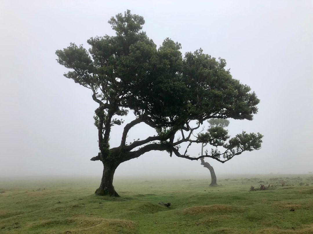 Fanal: un rincón de naturaleza virgen en Portugal - Seixal | Secret World Trip Planner