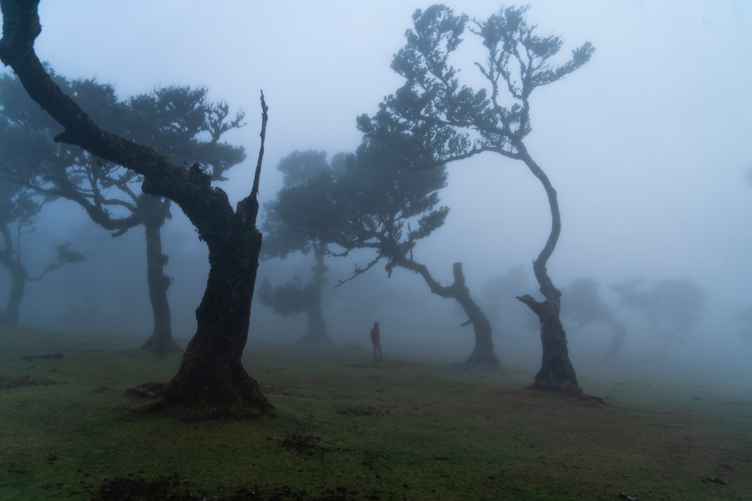 Fanal: um canto de natureza intocada em Portugal - Seixal | Secret World Trip Planner