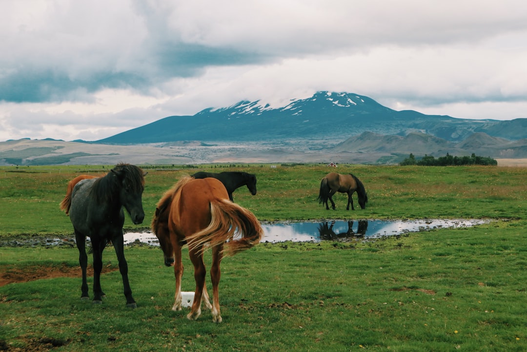 ヘクラ山:アイスランドで最も恐れられる火山の探検 - Hekla | Secret World Trip Planner