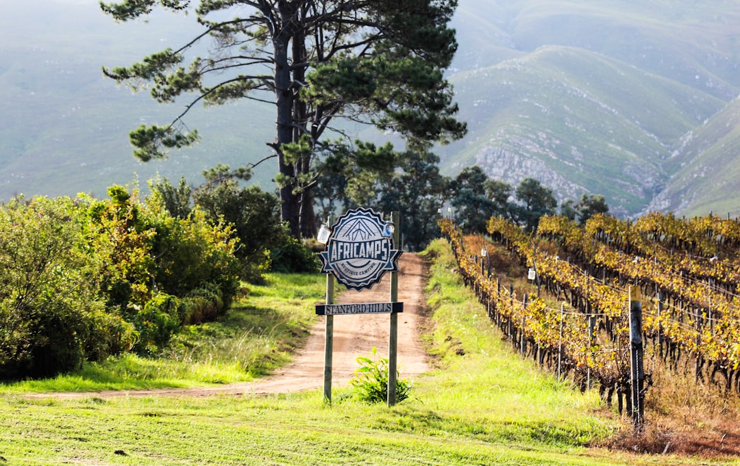Colares: os vinhos atlânticos das areias de Portugal - Alameda Cel. Linhares de Lima 32 | Secret World Trip Planner