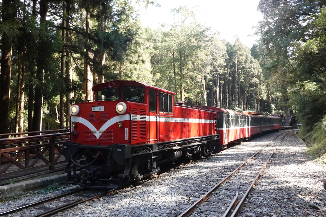 Алишан: рассвет среди облаков и тысячелетних кипарисов - Alishan Township | Secret World Trip Planner