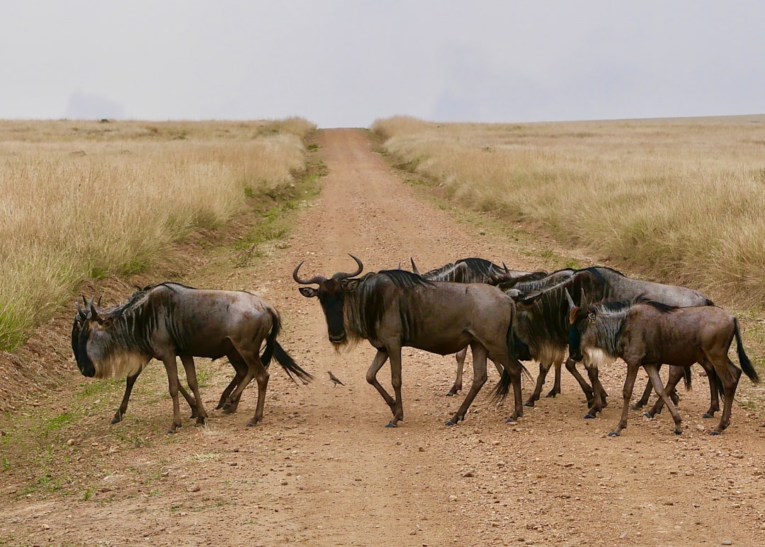 Masai Mara: Große Katzen und kenianische Savanne - Narok | Secret World Trip Planner