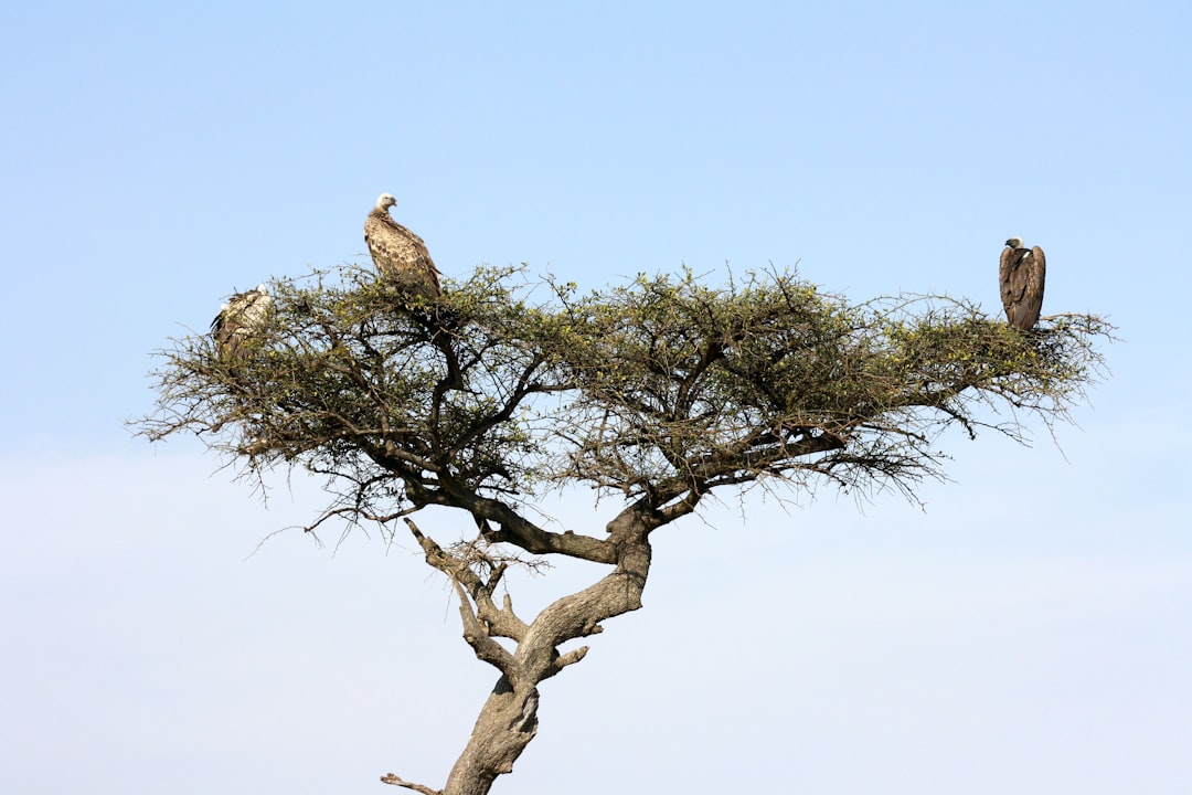 Masai Mara: grandes felinos y la savana keniana - Narok | Secret World Trip Planner