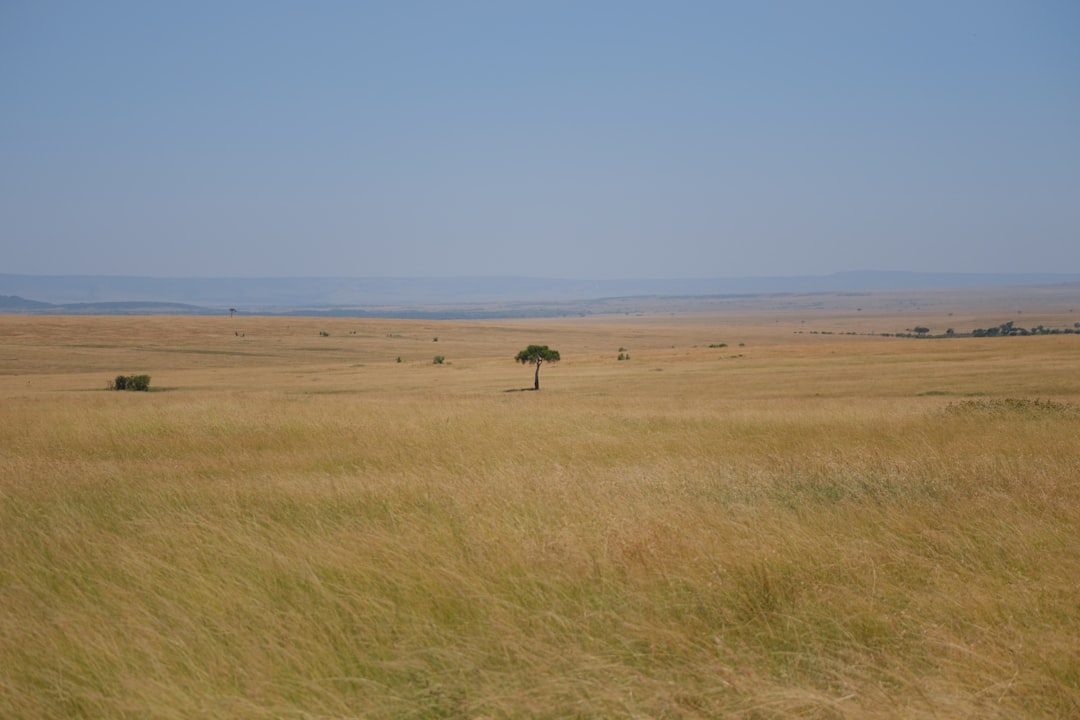 Масаи Мара: большие кошки и кенийская саванна - Narok | Secret World Trip Planner
