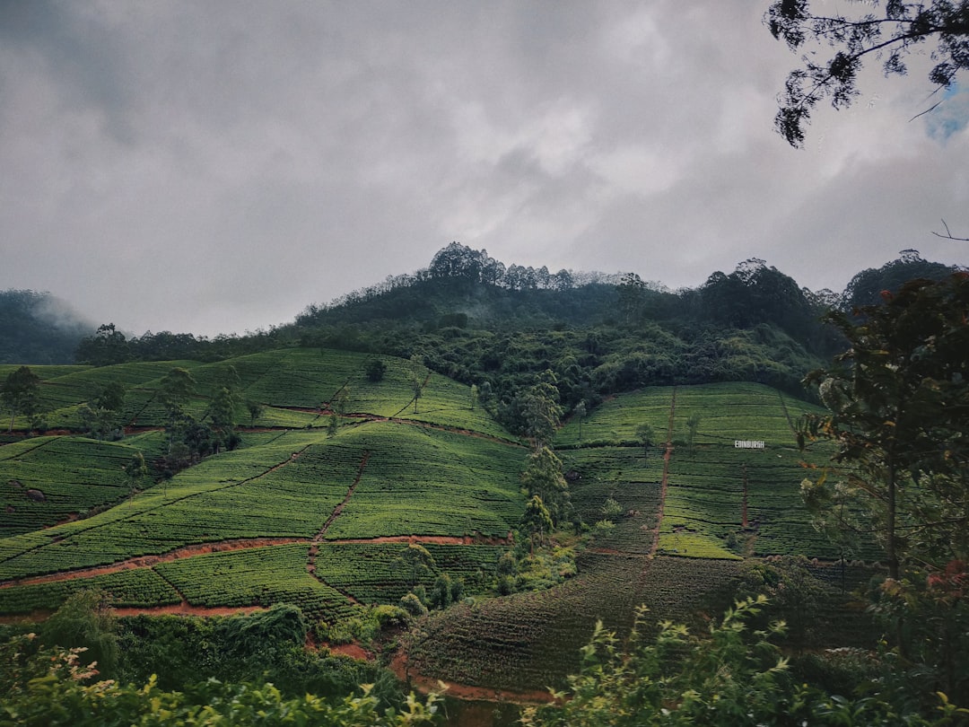 Thotupola Kanda : Un Paradis Naturel au Cœur du Sri Lanka - Pattipola | Secret World Trip Planner