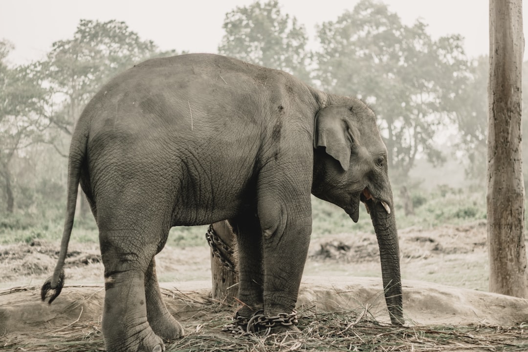 Chitwan: rinocerontes y cocodrilos en el río Rapti - HFFV+Q6W | Secret World Trip Planner