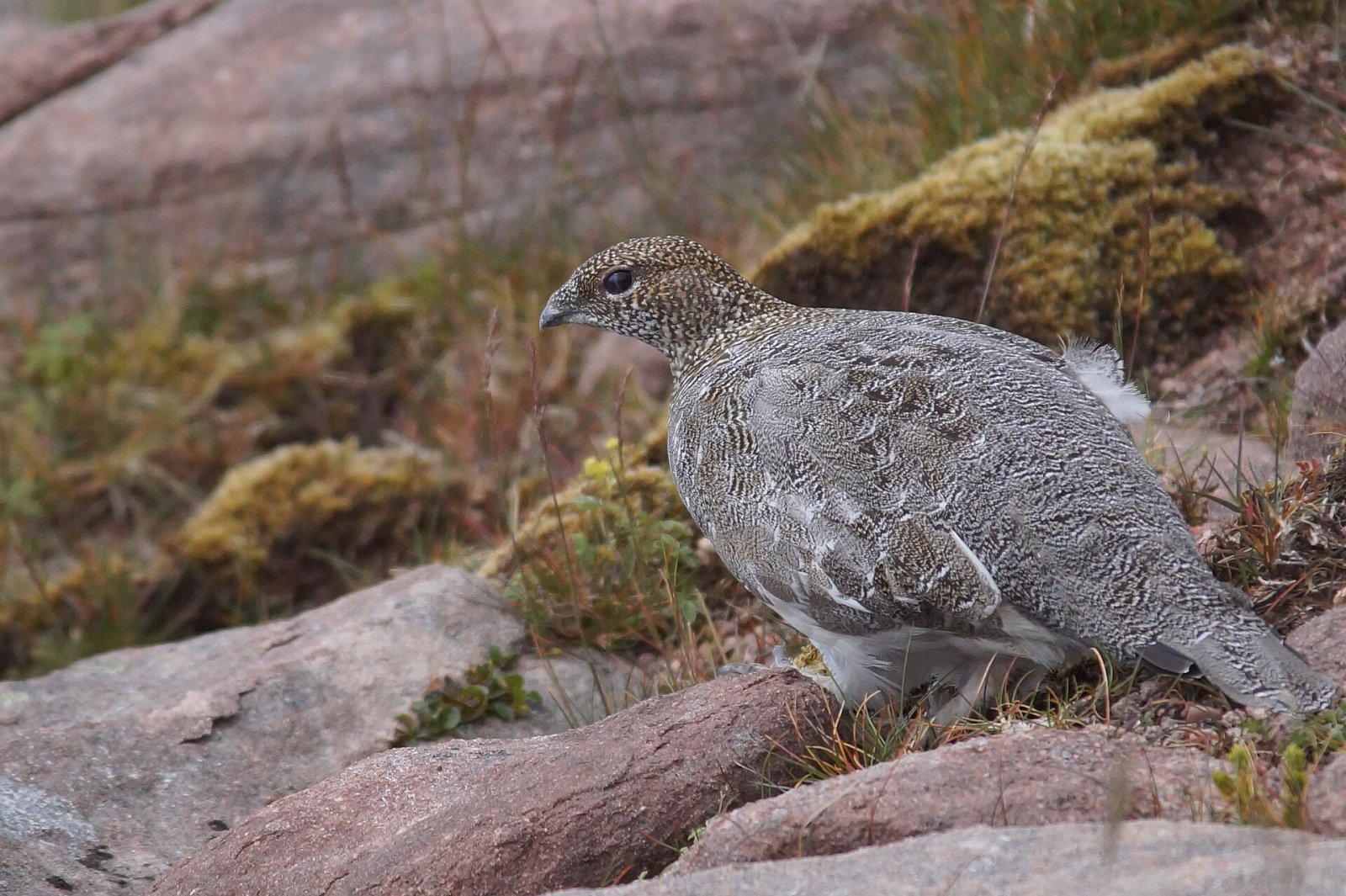 Descubra Ptarmigan: a Montanha da Escócia - Rowchoish | Secret World Trip Planner