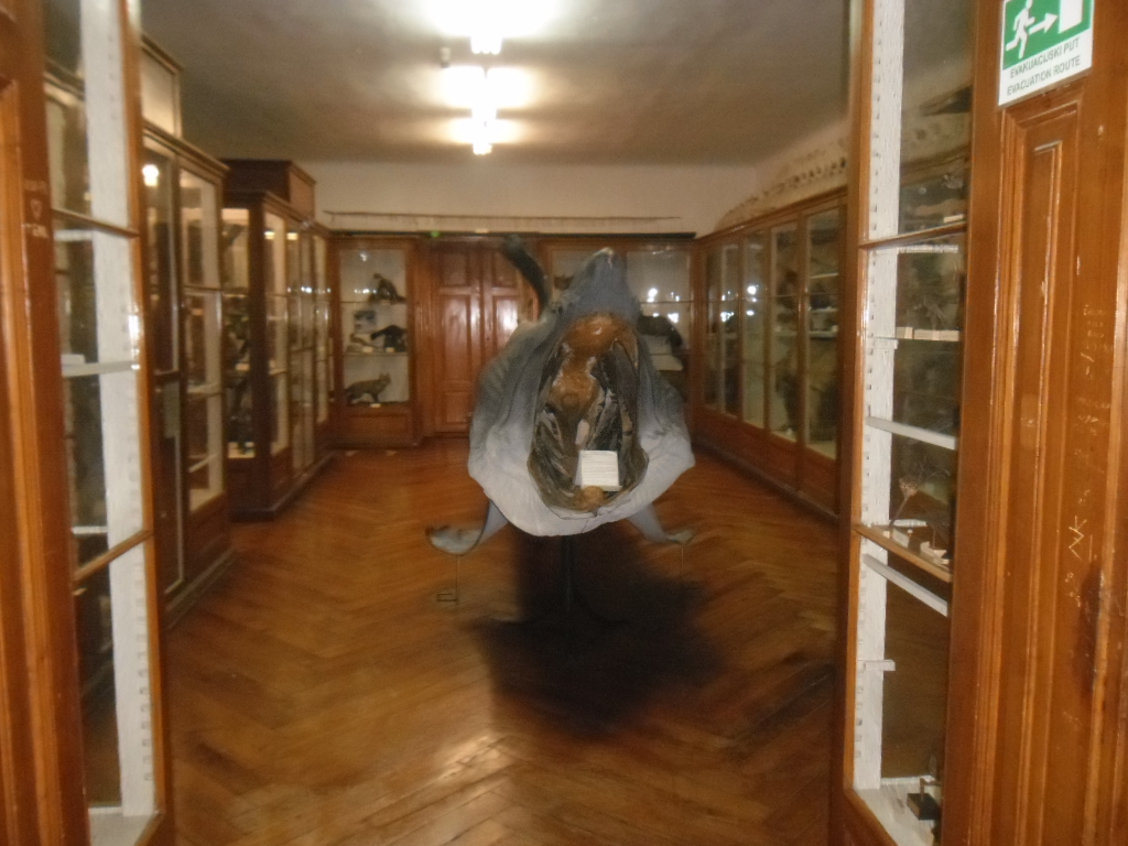 Musée d'Histoire Naturelle Croate : Un Voyage dans la Nature à Zagreb - Zagreb | Secret World Trip Planner