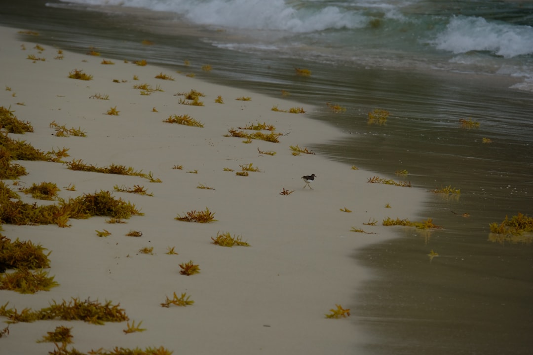 Playa Rincón: a praia selvagem de Las Galeras - Playa Rincon | Secret World Trip Planner