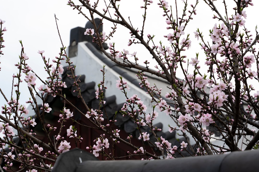 Gyeonghuigung: el palacio silencioso de Seúl - Jongno District | Secret World Trip Planner