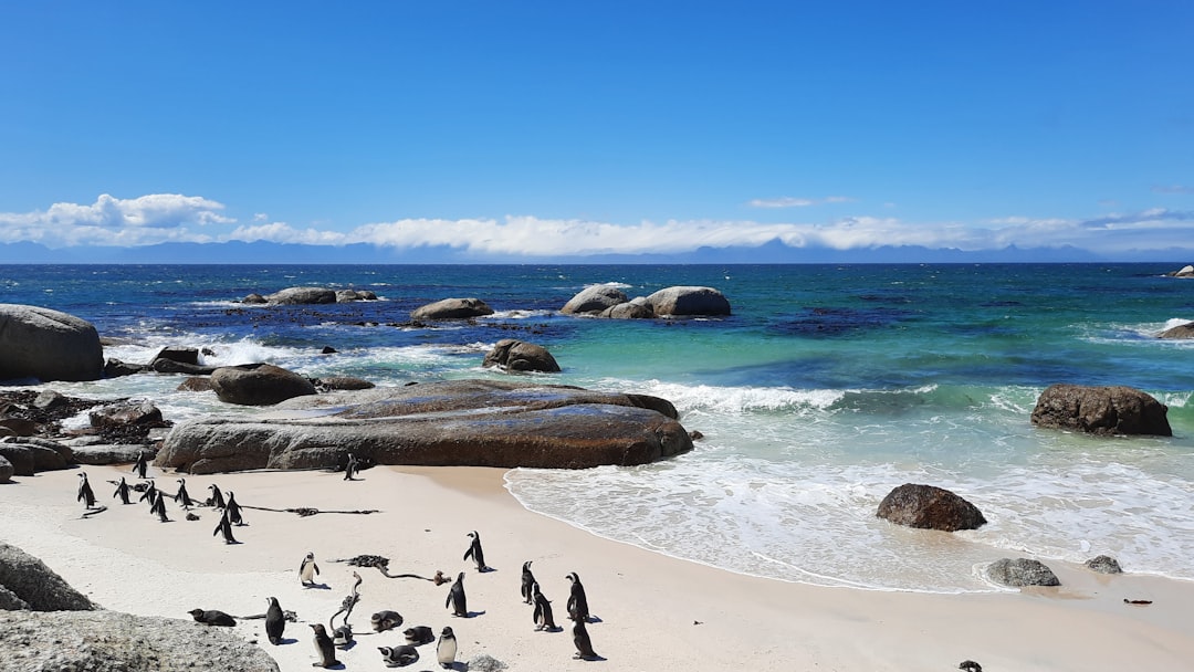 Boulders Beach: Afrikanische Pinguine in Kapstadt - Cape Town | Secret World Trip Planner