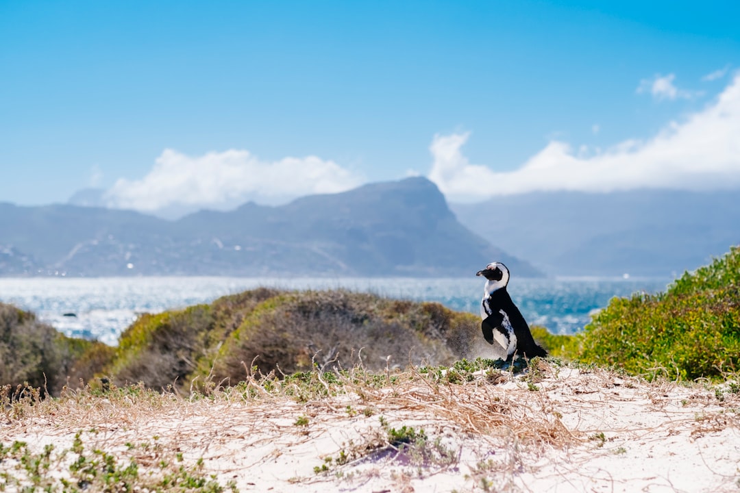 Пляж Баундерс: африканские пингвины Кейптауна - Cape Town | Secret World Trip Planner