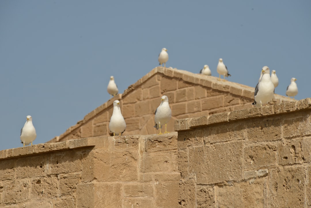 エッサウィラの市場:木材、風、青いスパイス - Medina of Essaouira | Secret World Trip Planner