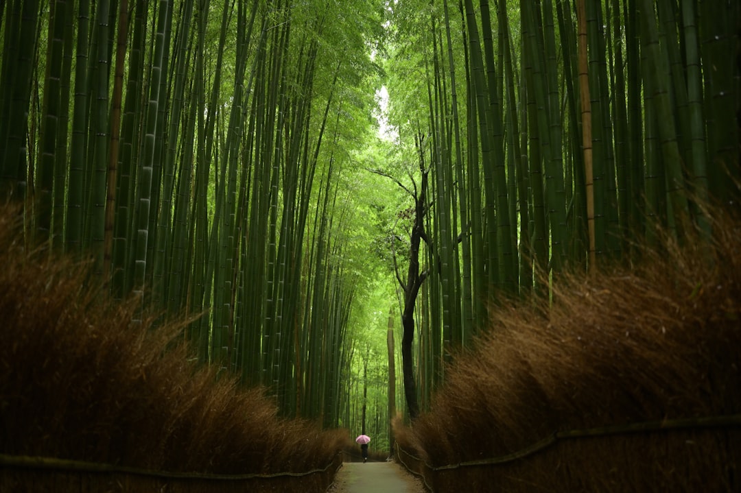 Forêt de Bambou d'Arashiyama : lumière et sons - Kyoto | Secret World Trip Planner