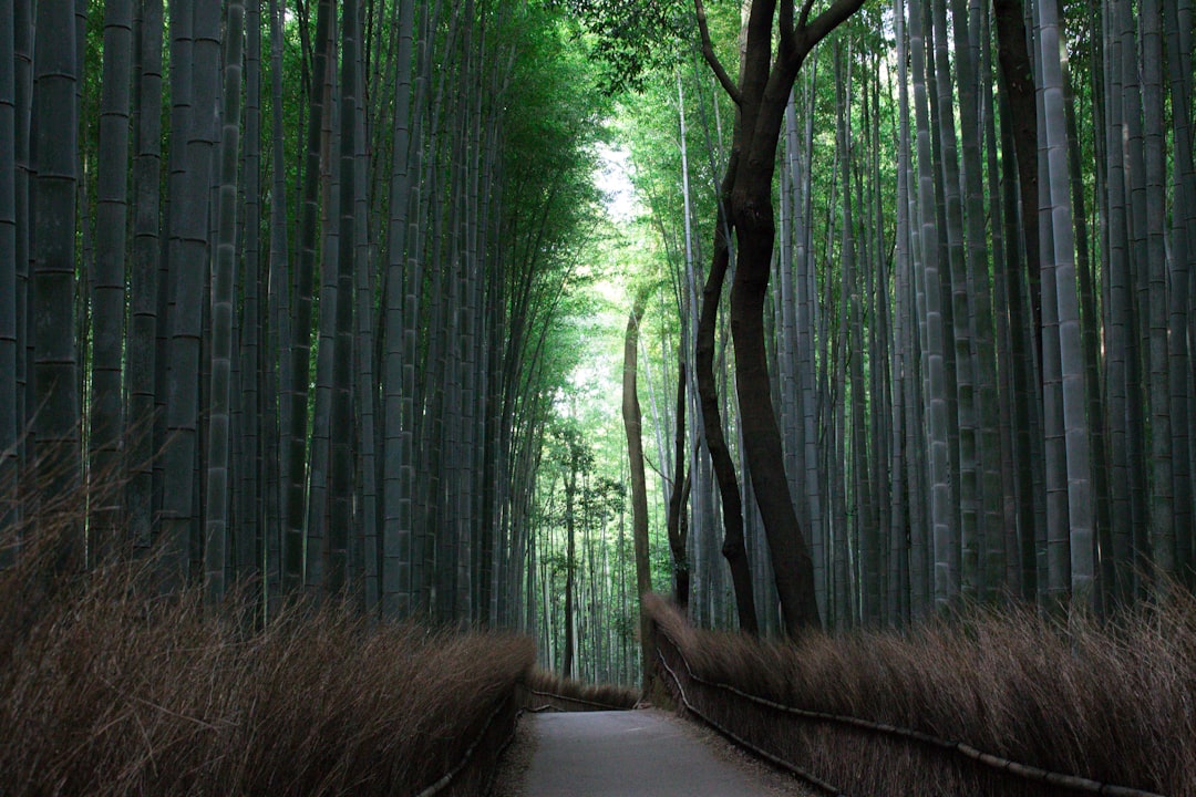 Bosque de Bambú de Arashiyama: luz y sonidos - Kyoto | Secret World Trip Planner