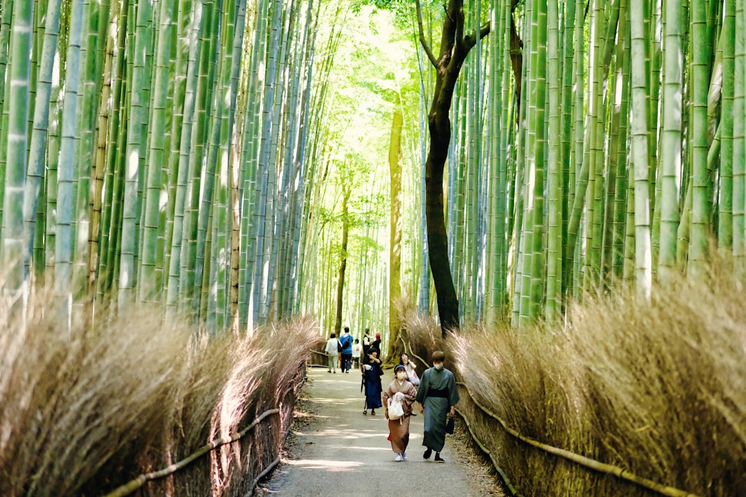 Floresta de Bambu de Arashiyama: luz e sons - Kyoto | Secret World Trip Planner
