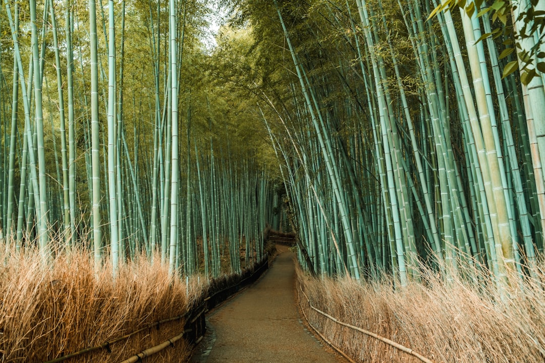 Бамбуковый лес Арашияма: свет и звуки - Kyoto | Secret World Trip Planner
