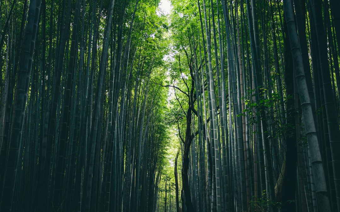 아라시야마 대나무 숲: 빛과 소리의 조화 - Kyoto | Secret World Trip Planner