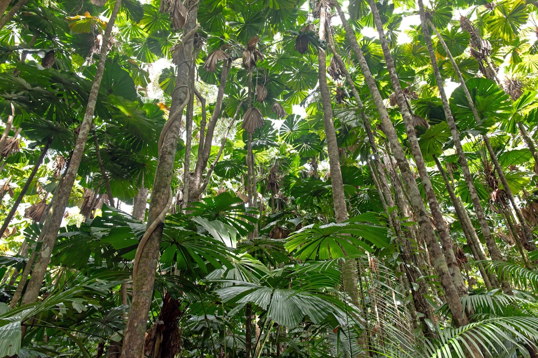 Floresta de Daintree: paisagens entre floresta e recife - 2333 Cape Tribulation Rd | Secret World Trip Planner