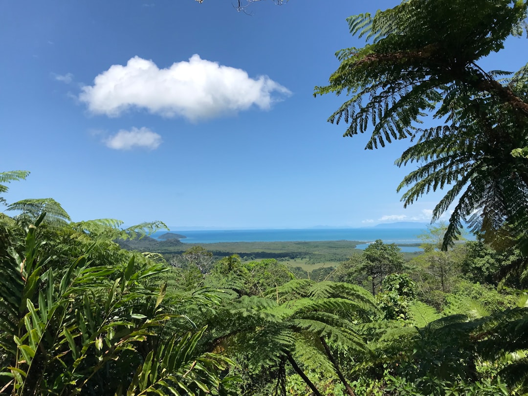 Floresta de Daintree: paisagens entre floresta e recife - 2333 Cape Tribulation Rd | Secret World Trip Planner