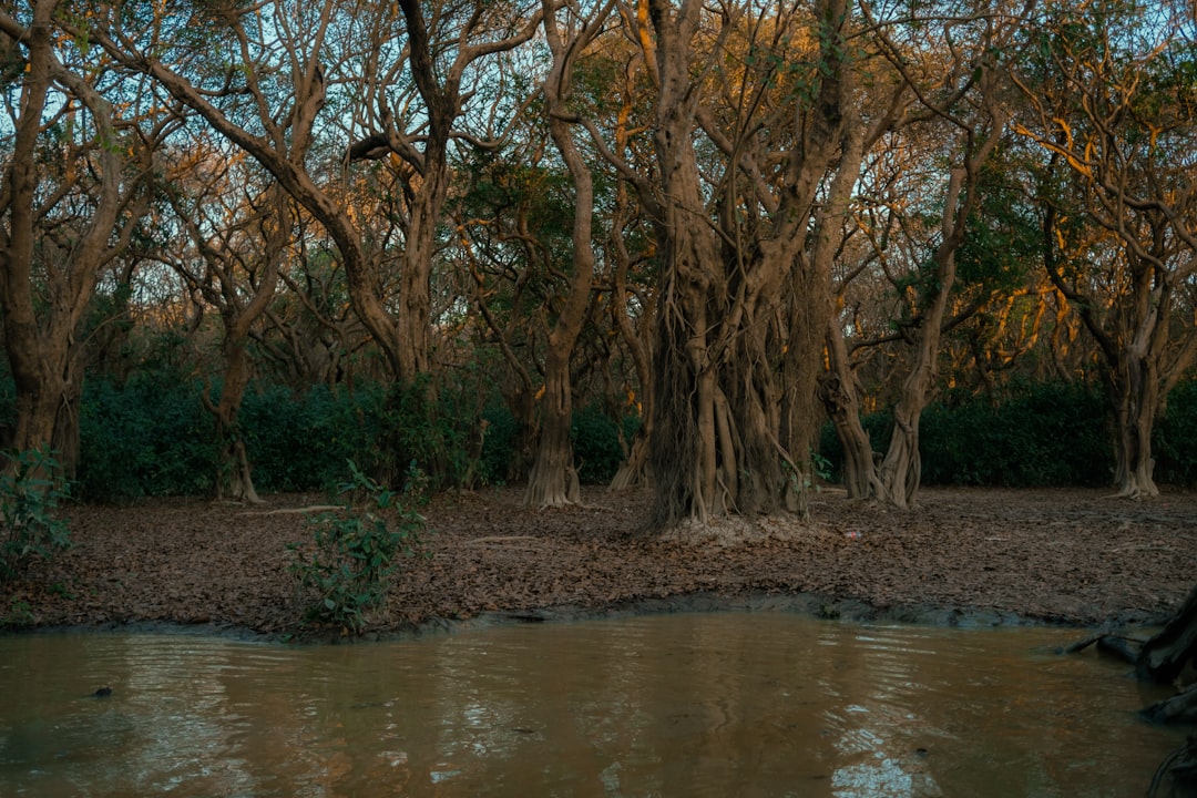 Ratargul: Der überflutete Wald von Bangladesch - 2W79+MFG | Secret World Trip Planner