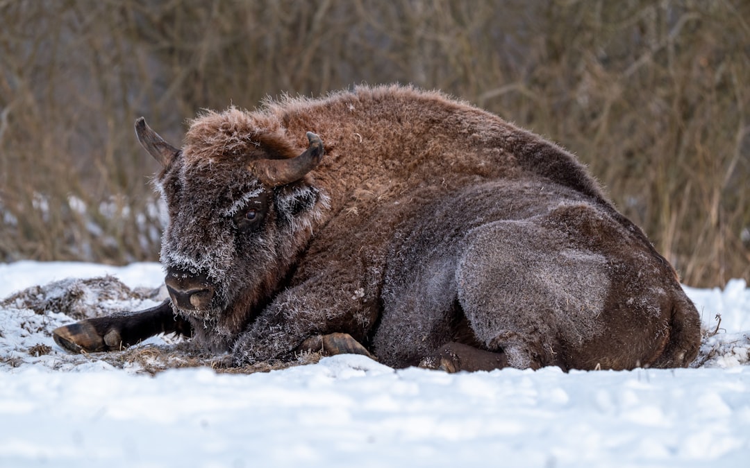 Białowieża: l'ultima foresta primordiale d'Europa - Białowieża | Secret World Trip Planner