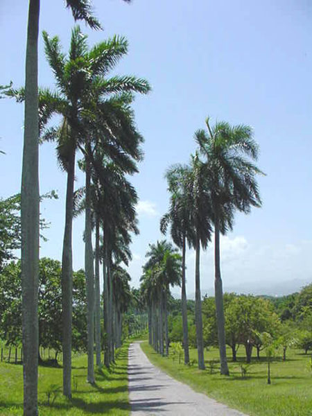 Giardines Botánicos de Cienfuegos: guía de visita | Secret World Trip Planner