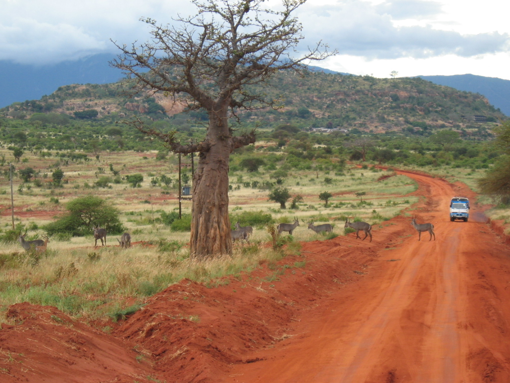 Tsavo: elefantes vermelhos e fontes cristalinas no Quênia | Secret World Trip Planner