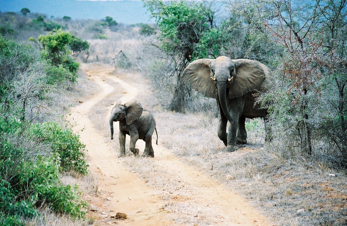 Tsavo: elefantes vermelhos e fontes cristalinas no Quênia | Secret World Trip Planner