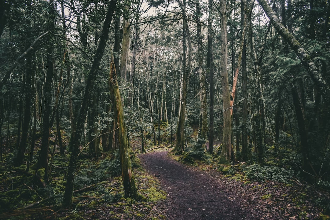 Aokigahara: Pfade im Baummeer des Fuji - Minamitsuru District | Secret World Trip Planner